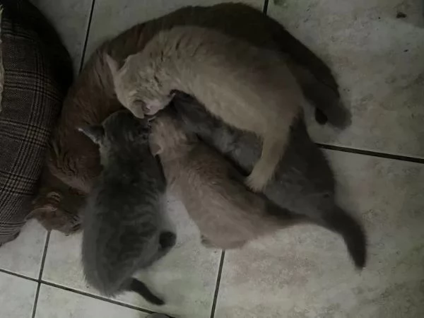 Cuccioli british e shorthair con pedigree