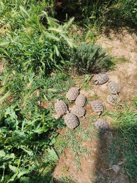 Tartarughe di terra