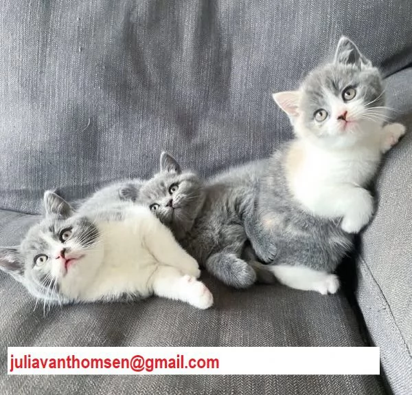 Cuccioli British Shorthair Bicolor pedigree