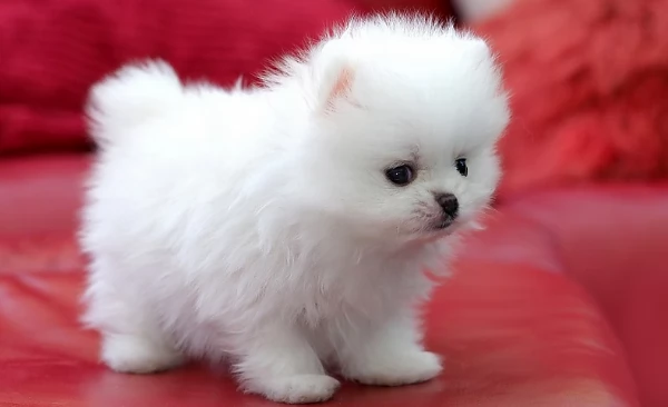 4Cuccioli di Pomerania per ladozione | Foto 2