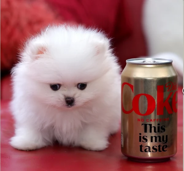 4Cuccioli di Pomerania per ladozione | Foto 1