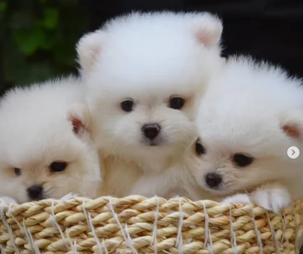 4Cuccioli di Pomerania per ladozione