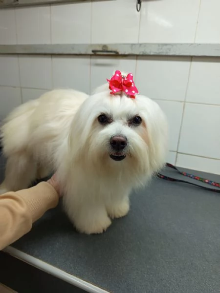 Maltesini  | Foto 4