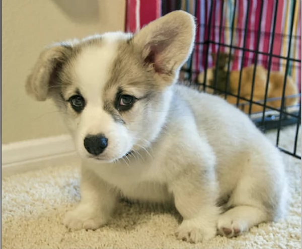   REGALO  WELSH CORGI 
