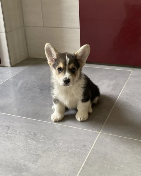   REGALO  WELSH CORGI  | Foto 0