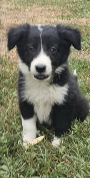 REGALO BORDER COLLIE  | Foto 0