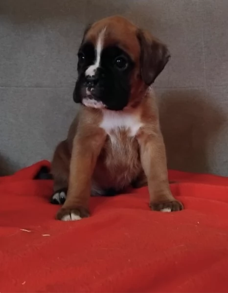 REGALO BOXER