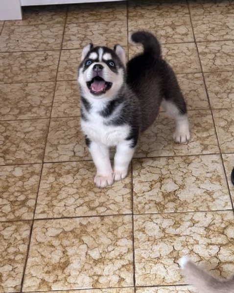  REGALO HUSKY