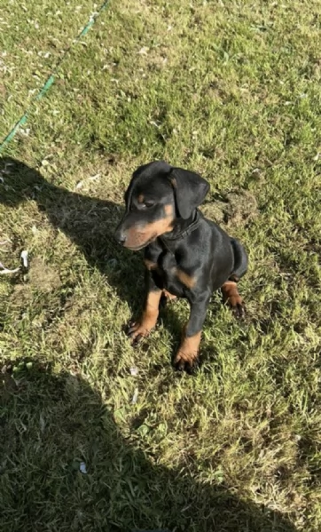 REGALO DOBERMANN  | Foto 0