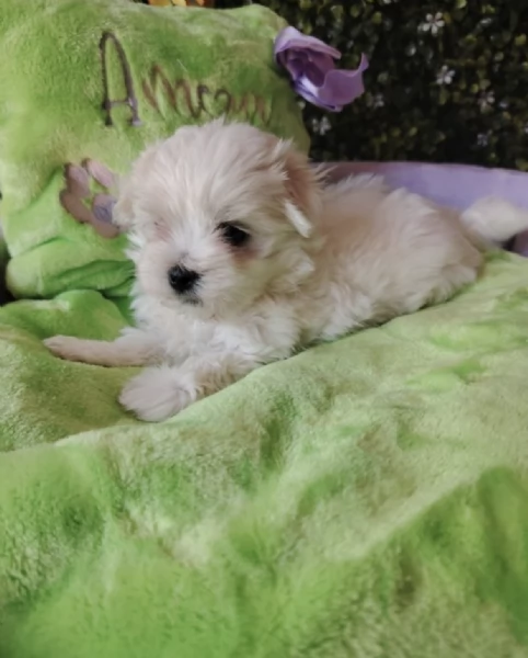 REGALO MALTESE