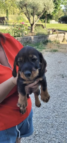 REGALO BASSOTTO