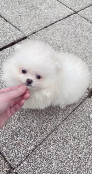  REGALO  VOLPINO POMERANIA MINI TOY  | Foto 0