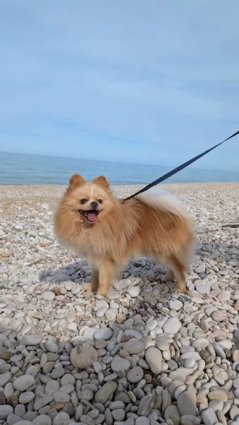 Stallone Spitz tedesco nano Pomerania 