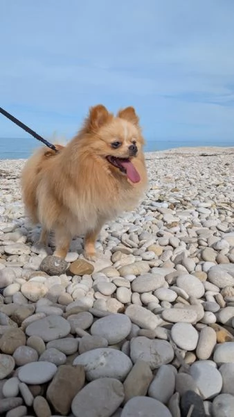 Stallone Spitz tedesco nano Pomerania  | Foto 5