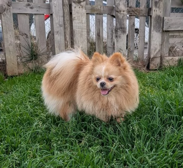 Stallone Spitz tedesco nano Pomerania  | Foto 4