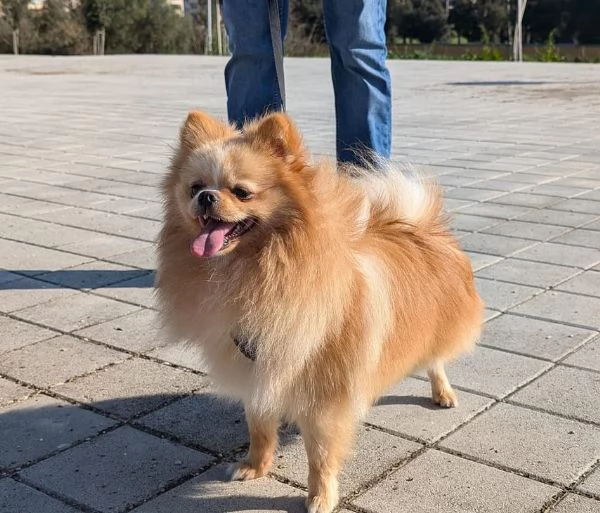 Stallone Spitz tedesco nano Pomerania  | Foto 3