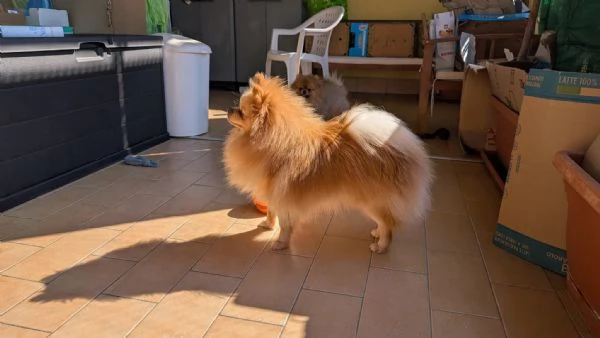Stallone Spitz tedesco nano Pomerania  | Foto 2