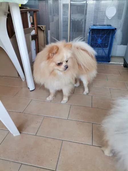 Stallone Spitz tedesco nano Pomerania  | Foto 1