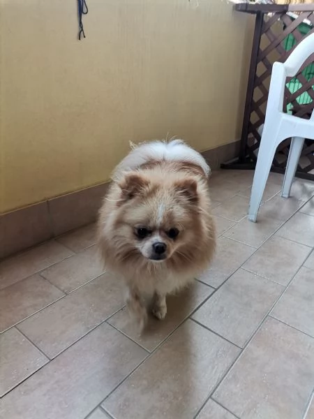 Stallone Spitz tedesco nano Pomerania  | Foto 0