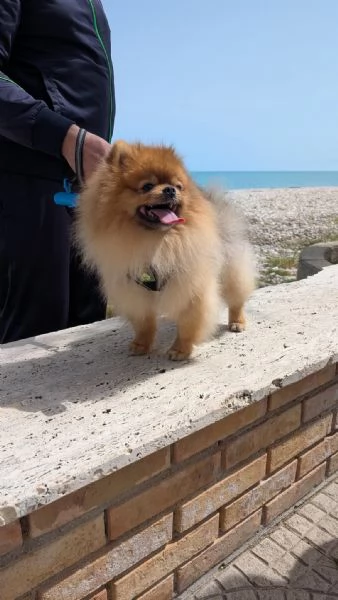 STALLONE SPITZ TEDESCO NANO POMERANIA 