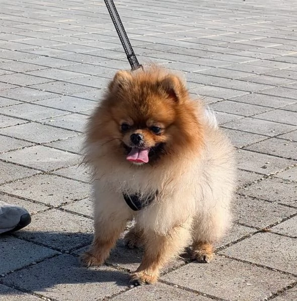 STALLONE SPITZ TEDESCO NANO POMERANIA  | Foto 6