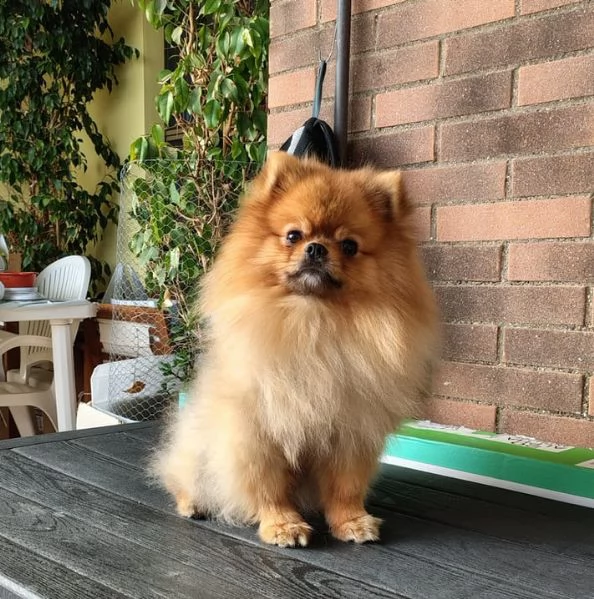 STALLONE SPITZ TEDESCO NANO POMERANIA  | Foto 3