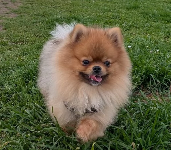 STALLONE SPITZ TEDESCO NANO POMERANIA  | Foto 1