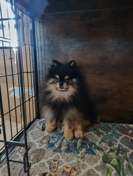 STALLONE SPITZ TEDESCO NANO POMERANIA 