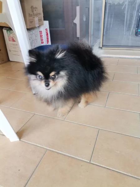 STALLONE SPITZ TEDESCO NANO POMERANIA  | Foto 4