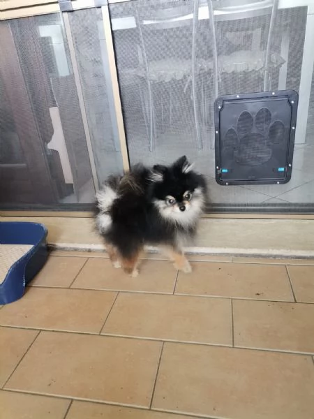 STALLONE SPITZ TEDESCO NANO POMERANIA  | Foto 3