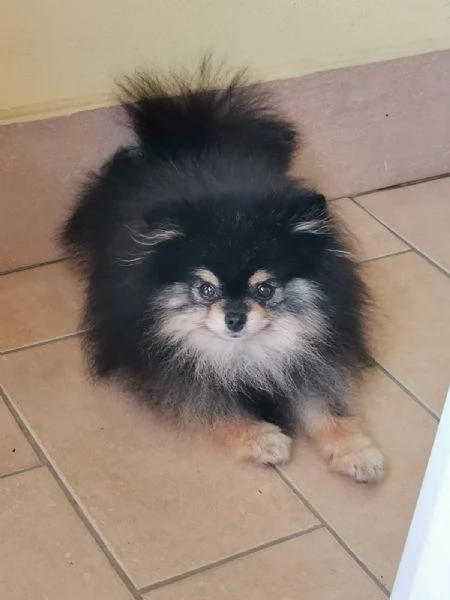 STALLONE SPITZ TEDESCO NANO POMERANIA  | Foto 2