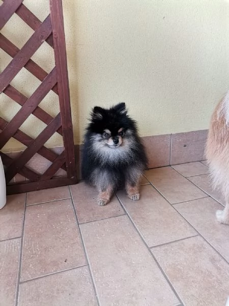 STALLONE SPITZ TEDESCO NANO POMERANIA  | Foto 1