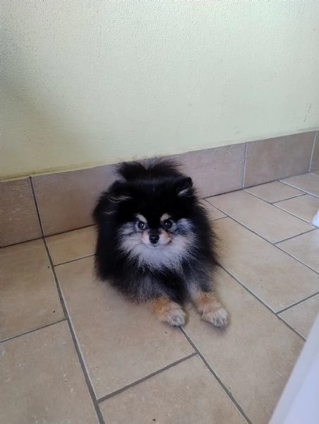 STALLONE SPITZ TEDESCO NANO POMERANIA  | Foto 0