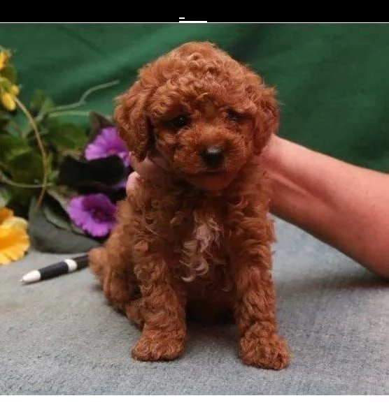 Disponibile per ladozione uno splendido cucciolo di barboncino toy rosso intenso con pedigree ENCI | Foto 0