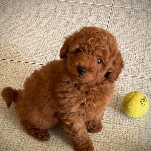 Disponibile per ladozione uno splendido cucciolo di barboncino toy rosso intenso con pedigree ENCI
