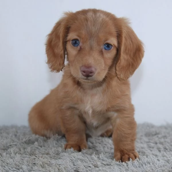  Disponibile per ladozione uno splendido cucciolo di bassotto nana  intenso con pedigree ENCI | Foto 0