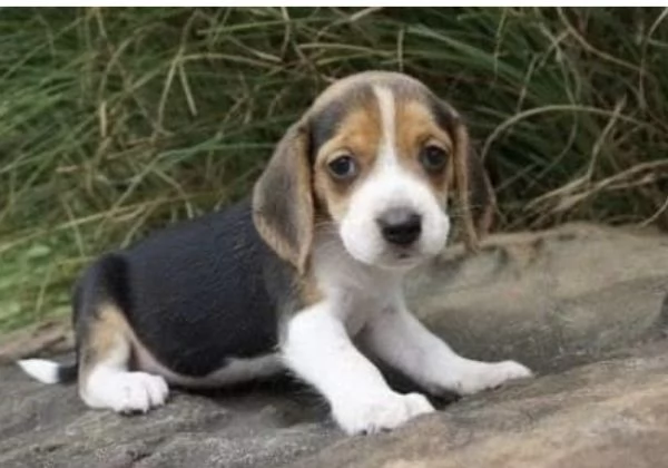 Disponibile per ladozione uno splendido cucciolo di beagle  intenso con pedigree ENCI