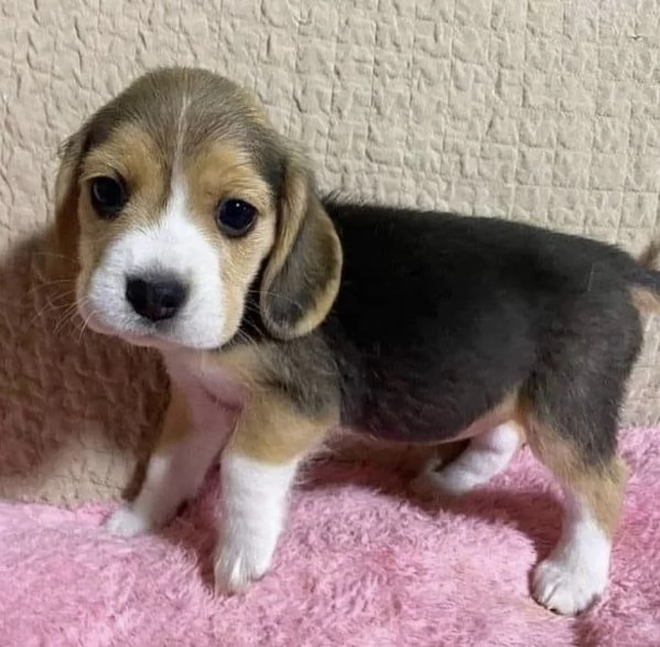 Disponibile per ladozione uno splendido cucciolo di beagle  intenso con pedigree ENCI | Foto 0