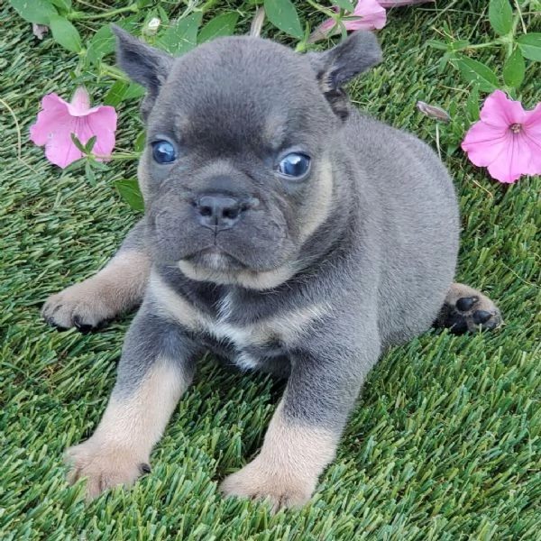 Disponibile per ladozione uno splendido cucciolo di bulldog francese  intenso con pedigree ENCI | Foto 0