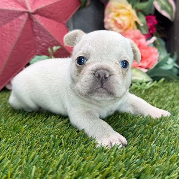 Disponibile per ladozione uno splendido cucciolo di bulldog francese  intenso con pedigree ENCI