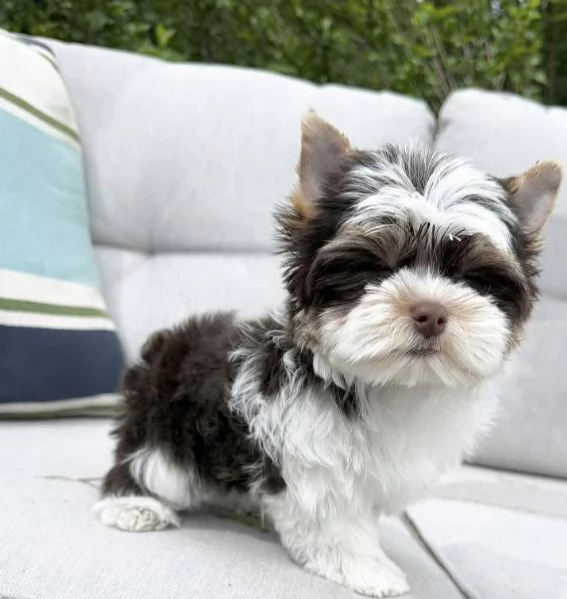 Dolce Disponibile per ladozione uno splendido cucciolo di yorkie intenso con pedigree ENCI