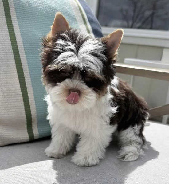 Dolce Disponibile per ladozione uno splendido cucciolo di yorkie intenso con pedigree ENCI | Foto 0