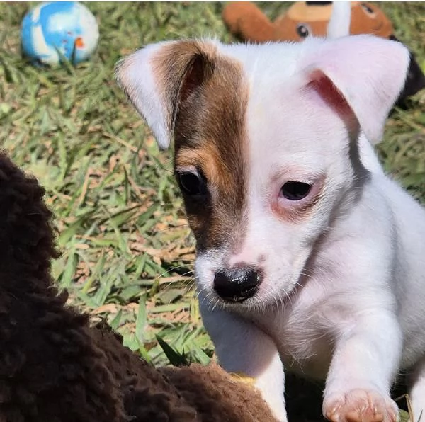 Disponibile per ladozione uno splendido cucciolo di jack Russell intenso con pedigree