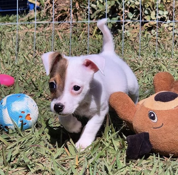 Disponibile per ladozione uno splendido cucciolo di jack Russell intenso con pedigree | Foto 0