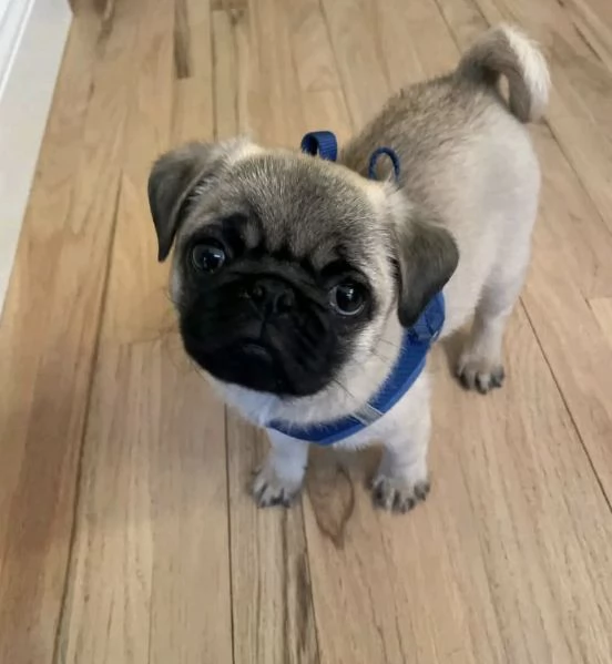 Dolce Disponibile per ladozione uno splendido cucciolo di carlino  intenso con pedigree ENCI | Foto 1