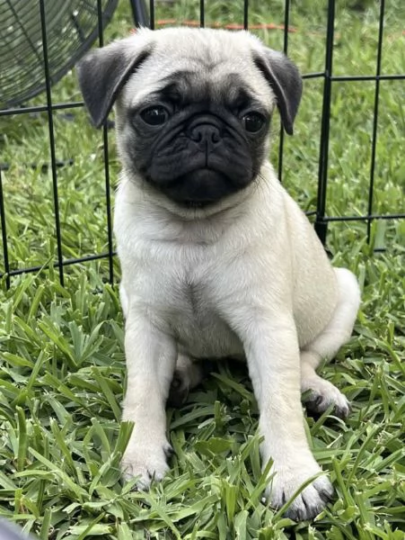 Dolce Disponibile per ladozione uno splendido cucciolo di carlino  intenso con pedigree ENCI | Foto 0