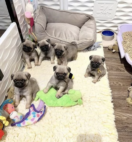 Dolce Disponibile per ladozione uno splendido cucciolo di carlino  intenso con pedigree ENCI