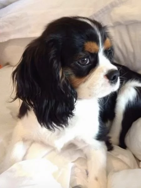 Disponibili King Charles maschio e femmina | Foto 0