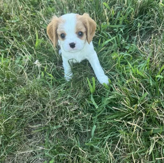 Disponibili King Charles maschio e femmina
