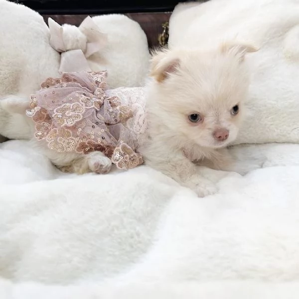 Regalo chihuahua toy femmina  | Foto 0